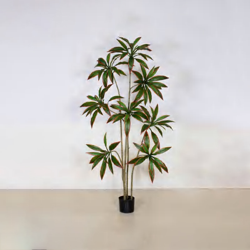 朱蕉 B