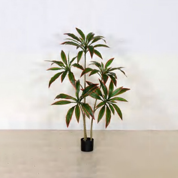 朱蕉 B