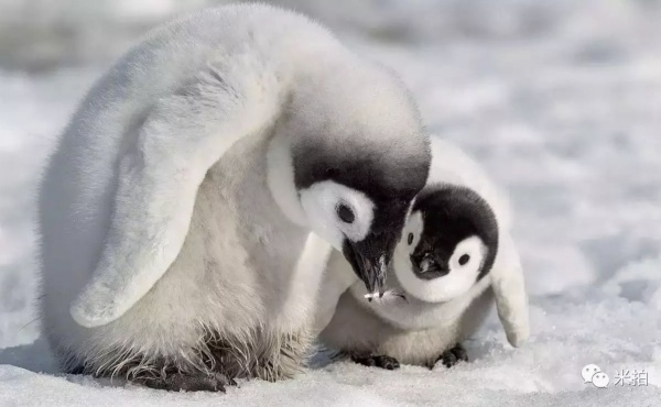 Ruijing ice snow - ice snow public welfare activity invites you to join