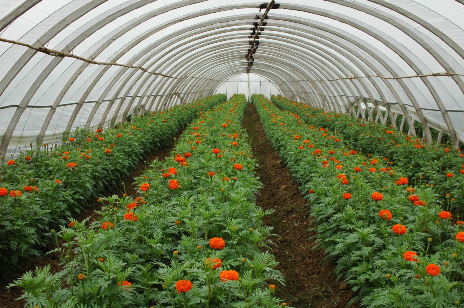 Agricultural film for greenhouse covering
