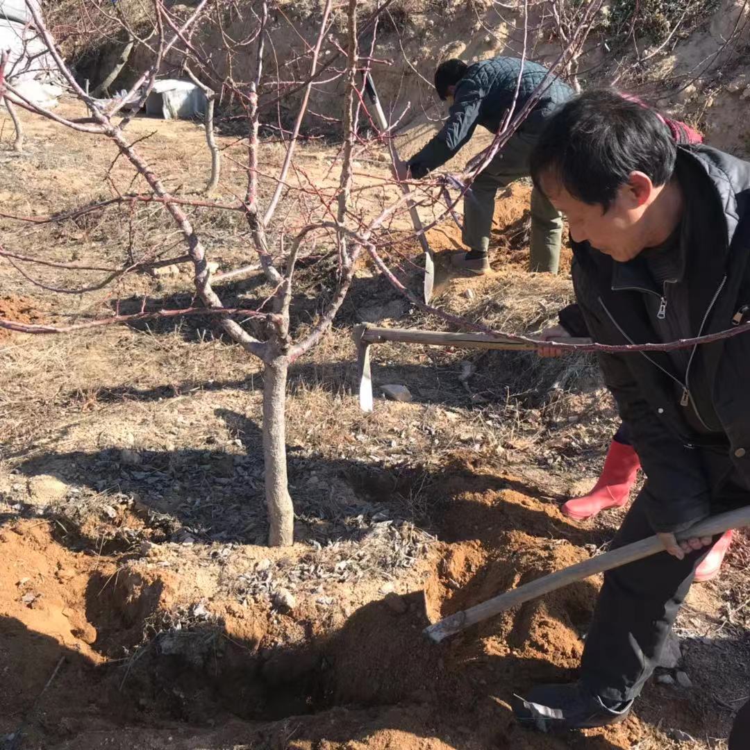 歇马杏树苗幼苗成品苗2年-10年生及以上（联系客服运费自理）