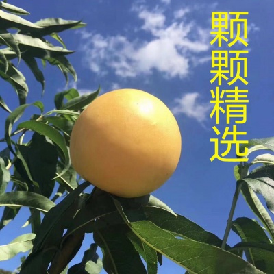 预售中！歇马村特产“歇马蜜桃”辽宁省内6斤包邮口感香甜如蜜精品包装