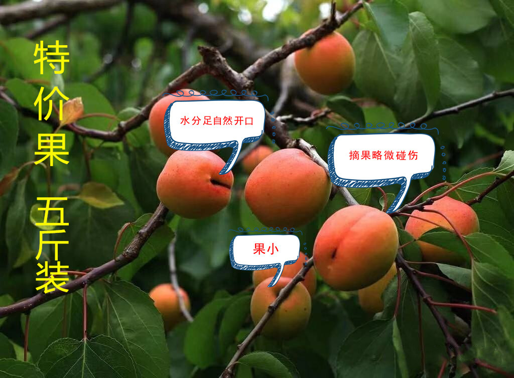 预售中！特价果  大连庄河正宗歇马杏省内5斤一箱现摘现发（辽宁省内顺丰包邮）