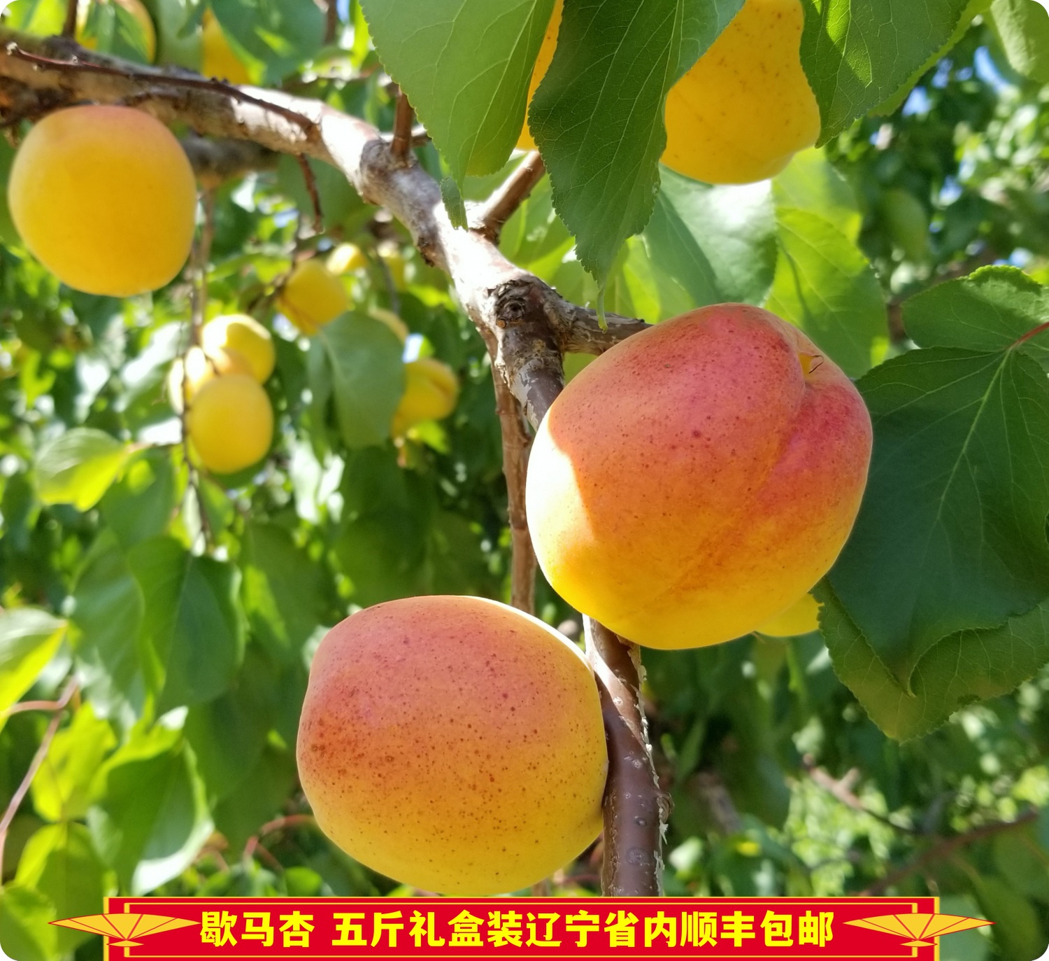 预售中！大连庄河正宗歇马杏现摘现发 【5斤礼盒装20-24个果】辽宁省内顺丰包邮