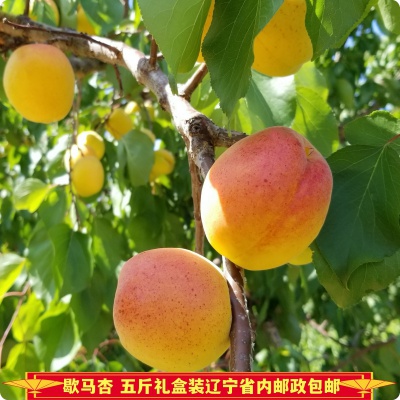预售中！大连庄河市正宗歇马杏现摘先发【5斤礼盒装20-24个果】辽宁省内邮政包邮