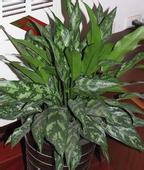 黑美人植物养护