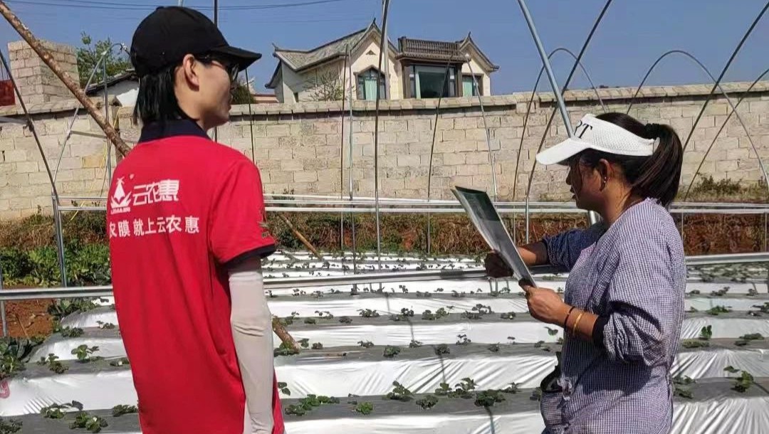 【雷马夏季草莓专用膜】助力农户增产增收