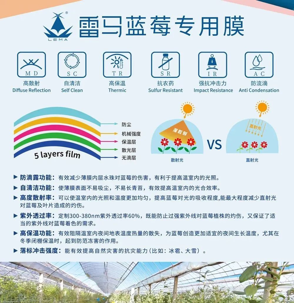 雷马蓝莓专用膜推动云南蓝莓产业高质量发展