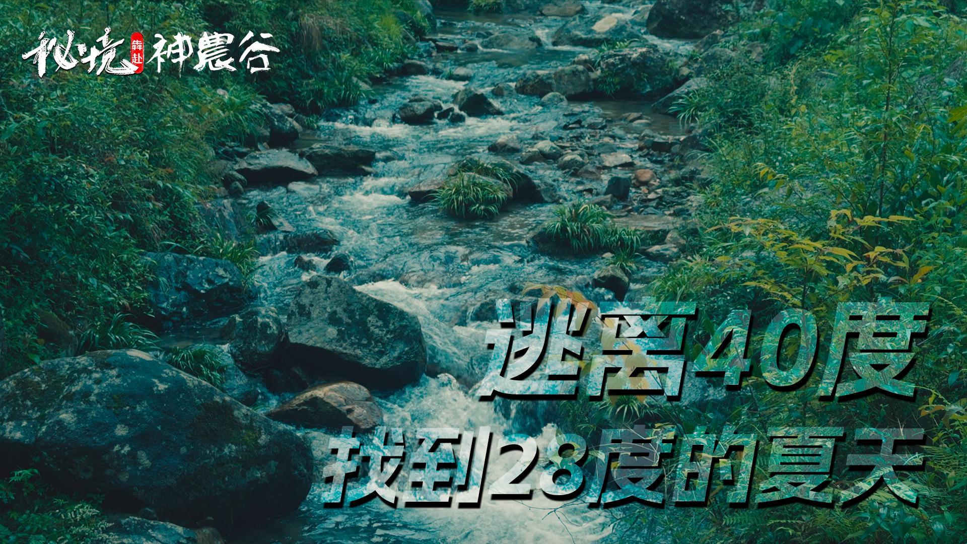 秘境犇赴：逃离40度的城市，我们闯进神农谷28度的夏天