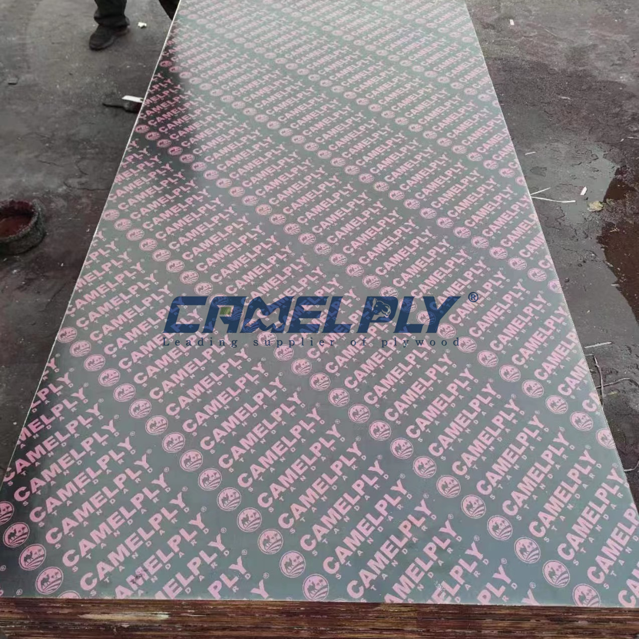 CAMELPLY - STANDARD