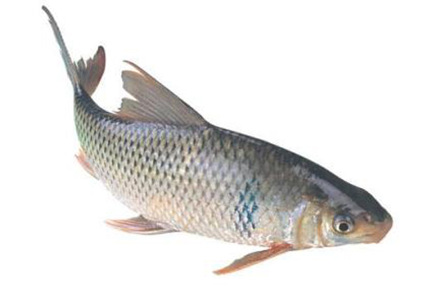 Dace Fish