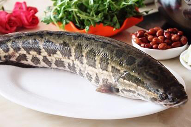 Snakehead