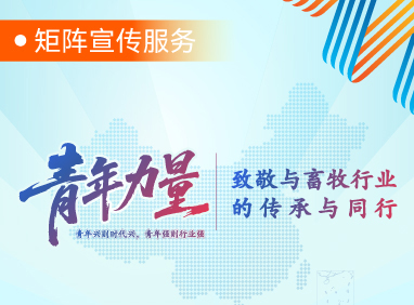 图片展示