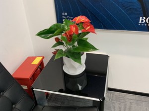 绿植租赁案例