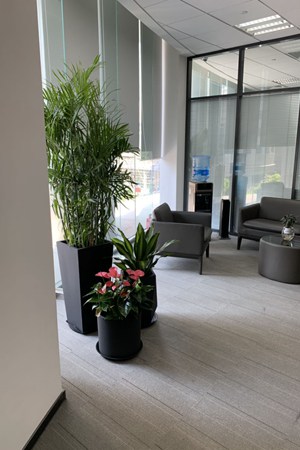 植物出租案例
