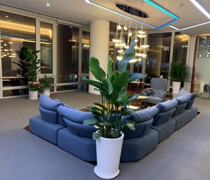 植物租摆