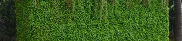 植物绿墙