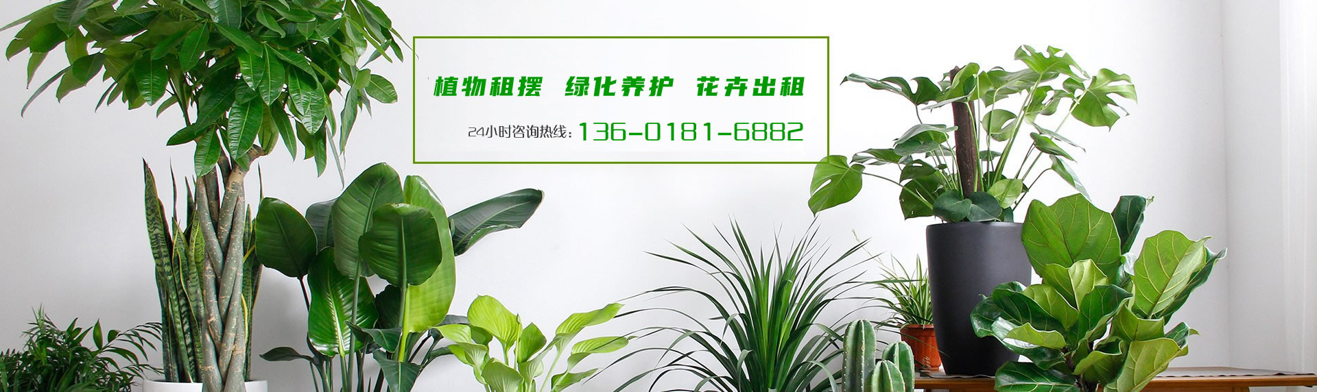 绿植租摆