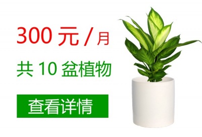 300元/月