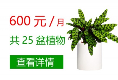 600元/月