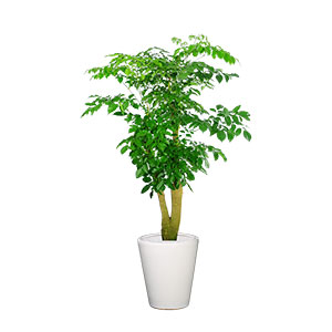 夏威夷竹 大型植物