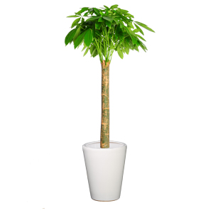 单干发财树 特大型植物