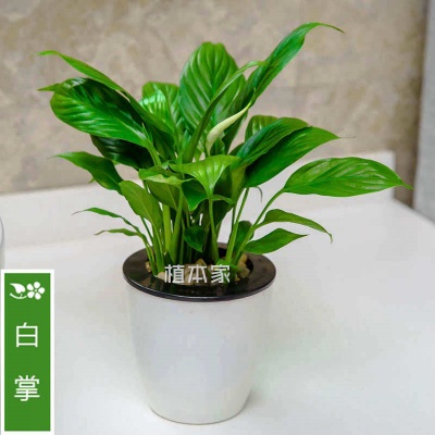 白掌