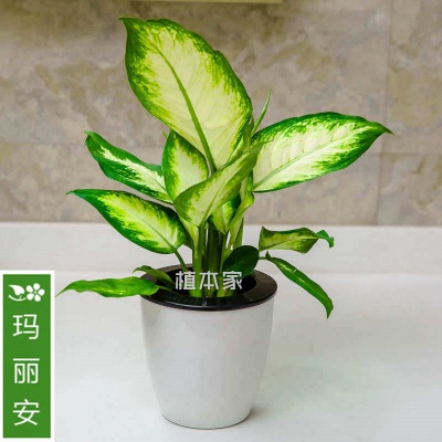 玛丽安