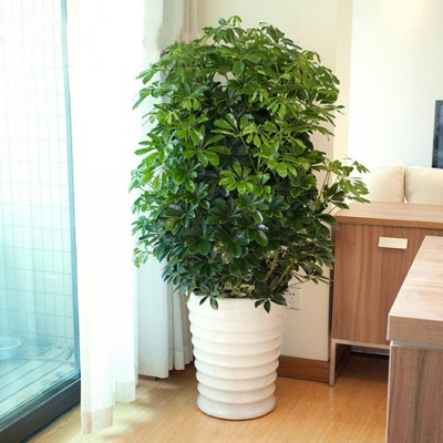 鸭脚木