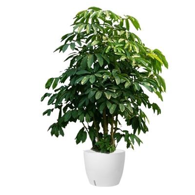 昆士兰伞木