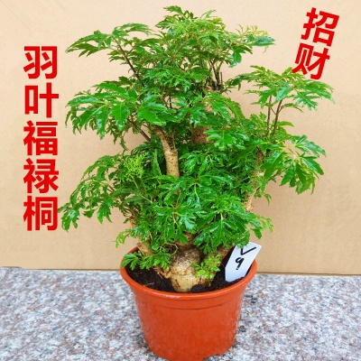 小福禄桐