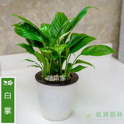 白鹤镇绿植租摆