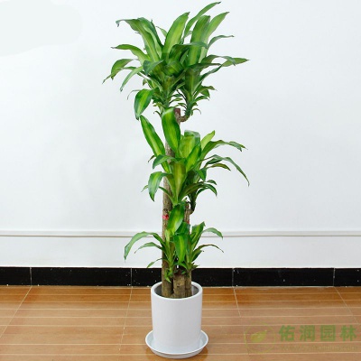 半淞园路绿植租摆