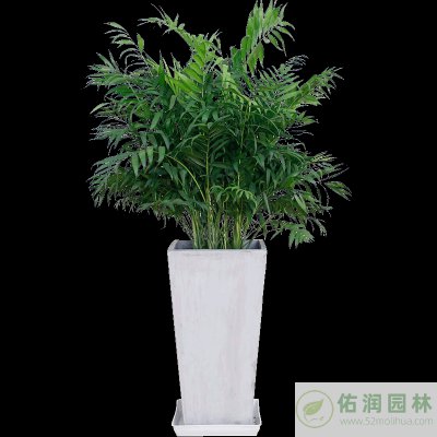 宝山办公室绿植出租