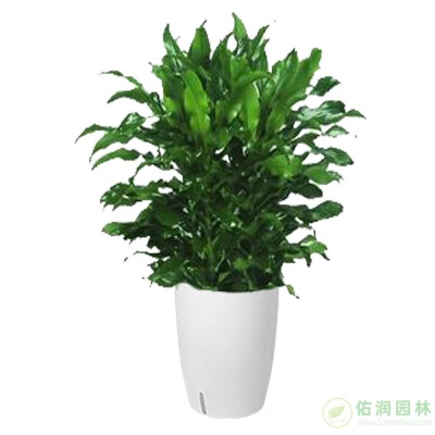 安亭镇办公室植物租赁