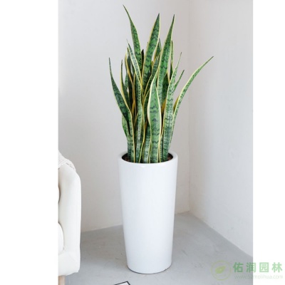 车墩镇植物租摆