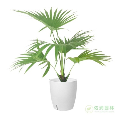 打浦桥鲜花出租