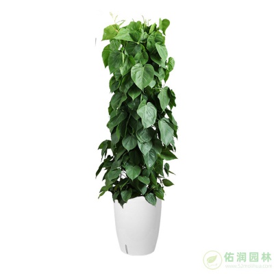 大团镇鲜花出租