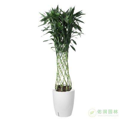 大桥街道绿植出租