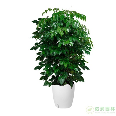 大场镇植物租赁
