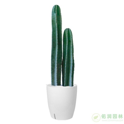 枫泾镇植物租摆