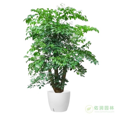 枫林路街道绿植租赁