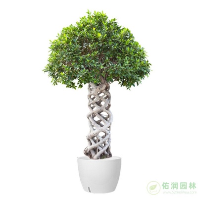 黄浦办公室植物出租