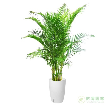 金桥镇办公室绿植租赁