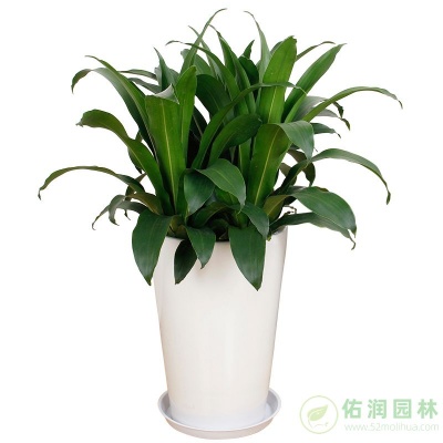 浦锦街道办公室植物租摆