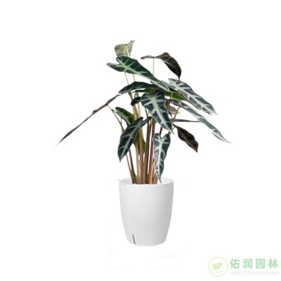 浦兴路街道鲜花租摆
