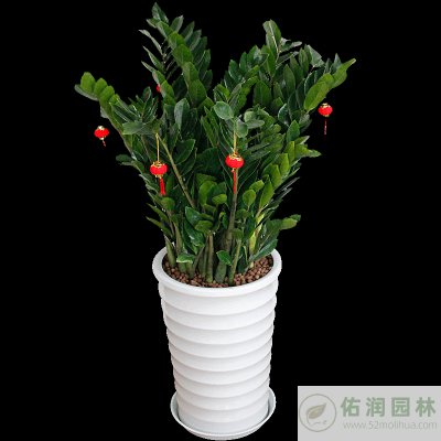 上海普陀办公室绿植租摆