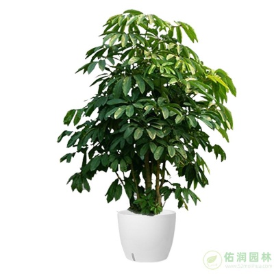 三林镇办公室绿植出租