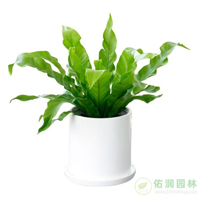 七宝古镇办公室植物出租