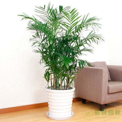 新泾镇花卉租摆